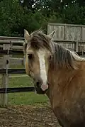 Photo de la tête d'un cheval dans son paddock.