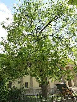 Le Sophora de Jussieu est sans doute le plus vieux d’Europe