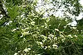 Feuilles et fleurs de Styphnolobium japonicum.