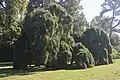 Sophoras du japon pleureurs - Domaine de Trianon