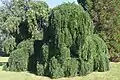 Sophoras du japon pleureurs - Domaine de Trianon