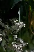 Fleurs.