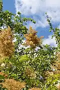 Panicules en fin de floraison.