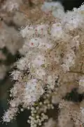 Fleurs