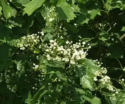 Feuilles et fleurs.