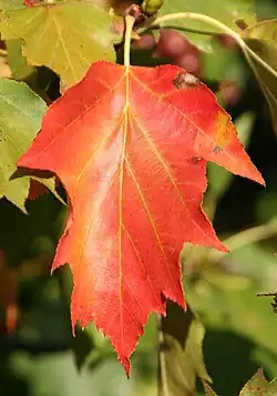 Feuille pennatilobé de Sorbus torminalis