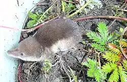 Sorex tundrensis