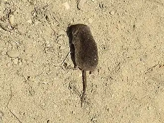 Description de l'image Sorex vagrans.jpg.