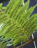 Sores à la face inférieure d'une fronde de Dicksonia antarctica.