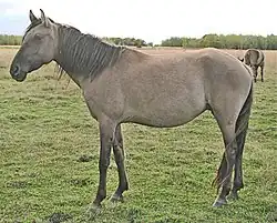 Cheval gris et noir vu de profil.