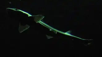 Galeorhinus galeus.