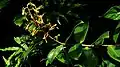 Inflorescence de Souroubea guianensis