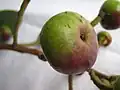 Fruit de Souroubea guianensis