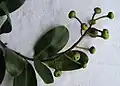 Infrutescence de Souroubea guianensis