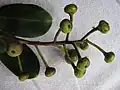 Infrutescence de Souroubea guianensis