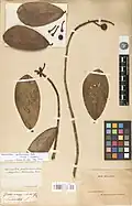 Échantillon type de Souroubea guianensis collecté par Aublet en Guyane