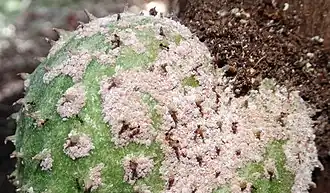 Description de l'image Soursop (Annona muricata)- Ants with nest tending mealybugs on fruit.jpg.