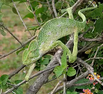 Description de l'image South Asian Chamaeleon (Chamaeleo zeylanicus) W IMG 1859.jpg.