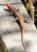 Plestiodon inexpectatus mâle adulte : la taille et la coloration sont très différentes