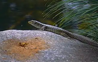 Description de l'image Southeastern Girdled Lizard (Zonosaurus maximus) (9634467343).jpg.