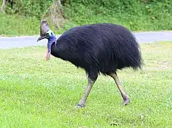 Casuarius casuarius (Casuariiformes).