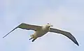 Albatros royal