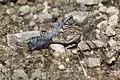 Orthetrum brunneum