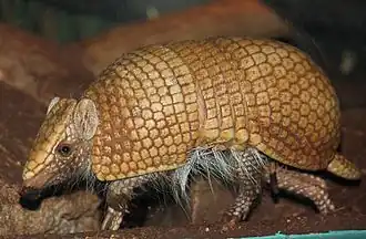 Tolypeutes matacus, tatou à trois bandes