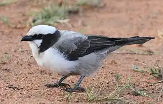 Eurocephalus anguitimens