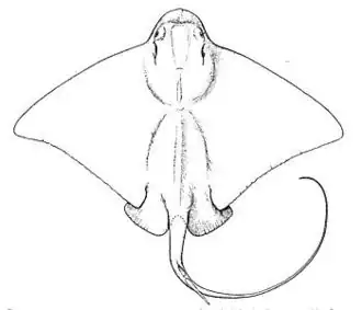 Description de l'image Southern eagle ray.jpg.