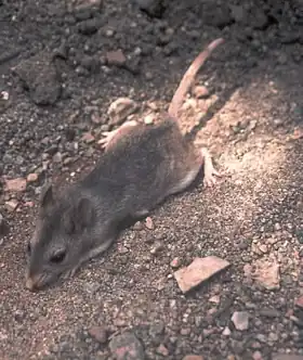 Description de l'image Southern grasshopper mouse.jpg.