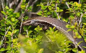 Description de l'image Southern skink (Oligosoma notosaurus).jpg.