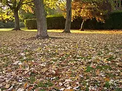 Feuilles d'automne
