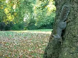 Faune