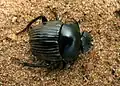 Scarabée endémique, Scarabaeus schulzeae.