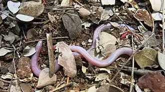 Lézard-ver du Soutpansberg, Chirindia langi subsp. occidentalis