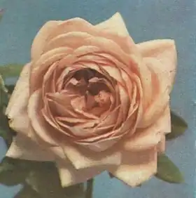 Image illustrative de l’article Souvenir de George Beckwith