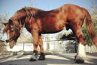 Trait soviétique au zoo de Sébastopol, en Russie