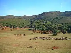 Éléphants