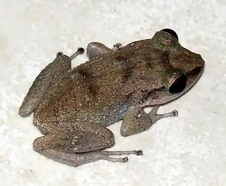 Description de l'image Spaldings Robber Frog imported from iNaturalist photo 13424189 on 20 April 2022.jpg.