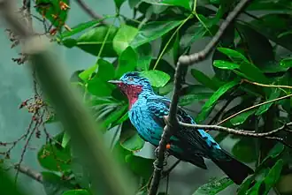 Cotinga de Cayenne