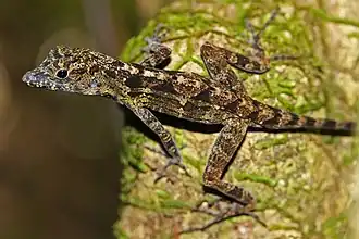 Description de l'image Spanish flag anole.jpg.