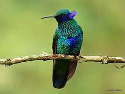 Colibri d'Anaïs (mâle)Colibri coruscans.