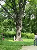Chêne du parc