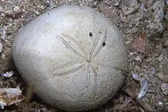 Spatagrobrissus mirabilis.