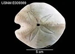 Spatangus diomedeae