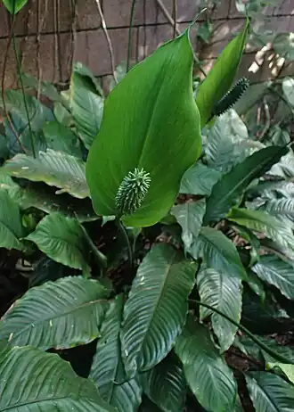 Description de l'image Spathiphyllum blandum kz02.jpg.