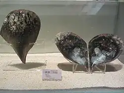 Atrina vexillum