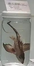 Chimaera jordani