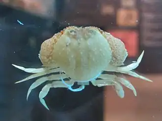 Cycloes granulosa